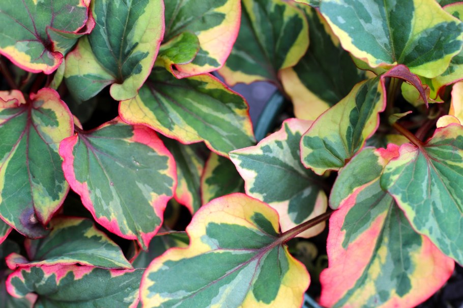 Houttuynia cordata 'Chameleon'