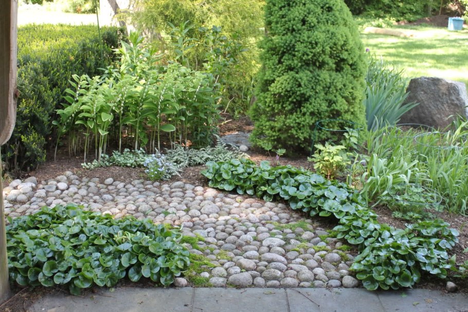 Копытень Европейский в ландшафте