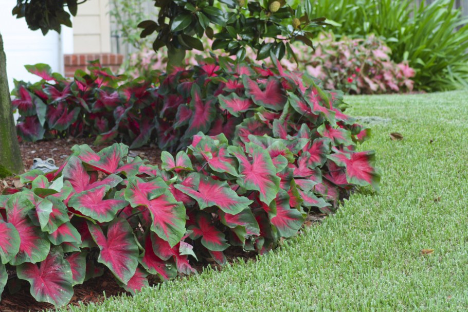 Каладиум Кардинал