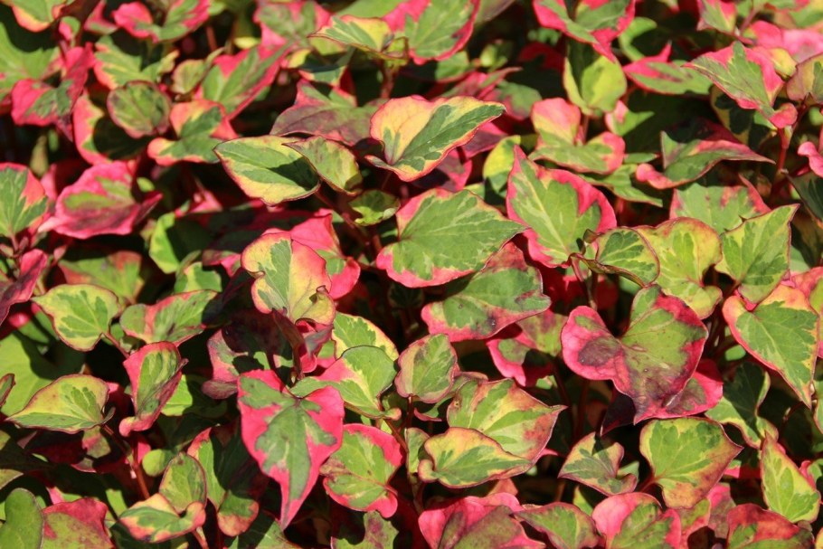 Хауттюйния сердцевидная