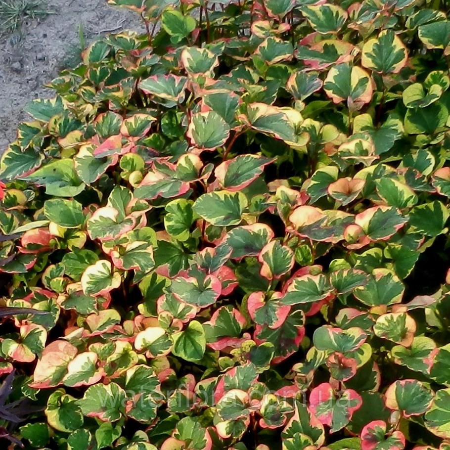 Хауттюйния сердцелистная хамелеон