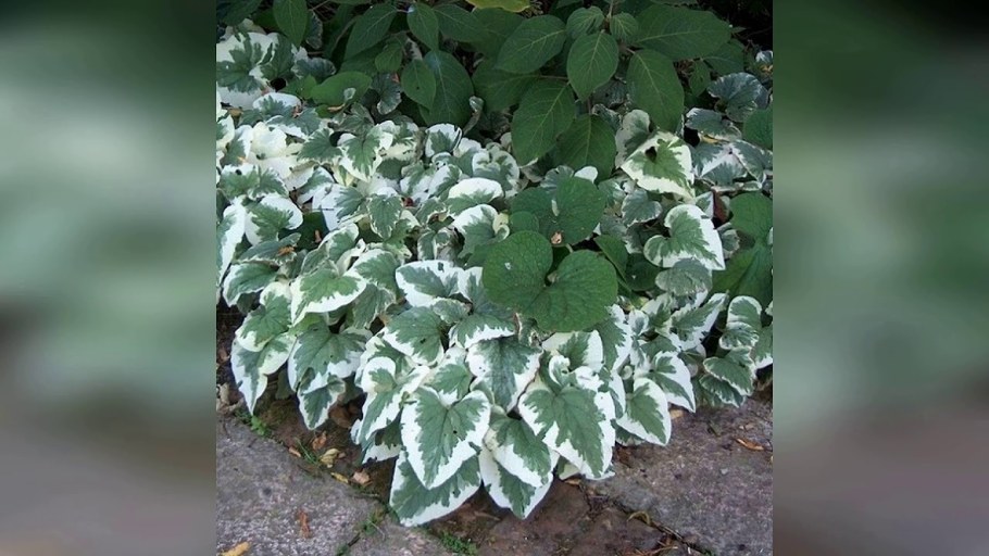 Бруннера Вариегата