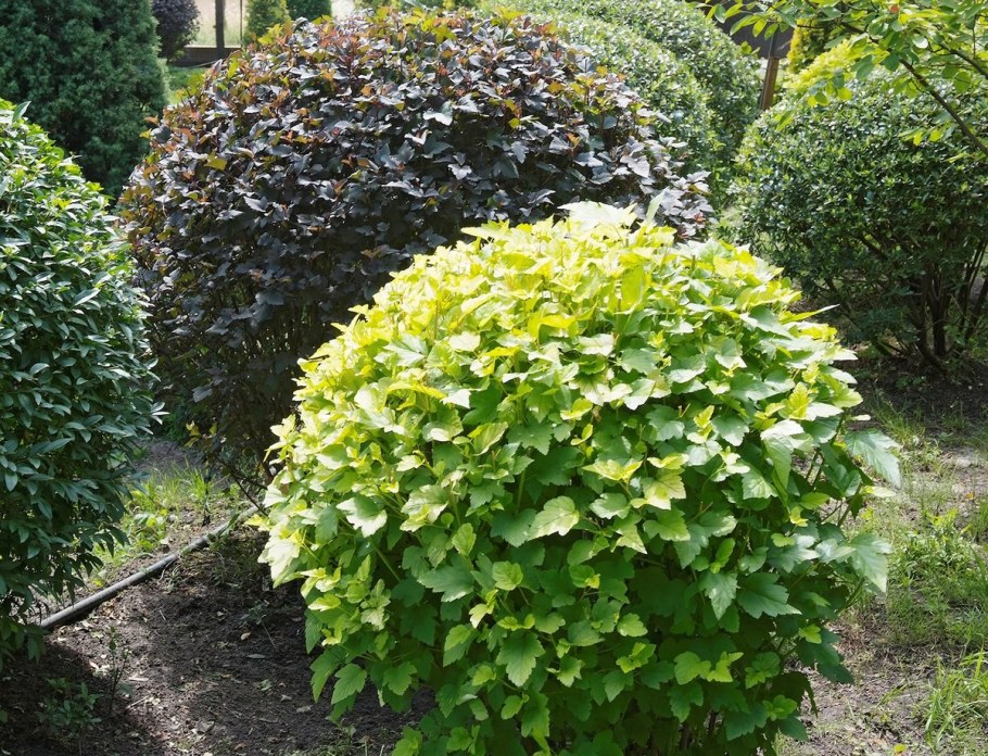 Калина пузыреплодник