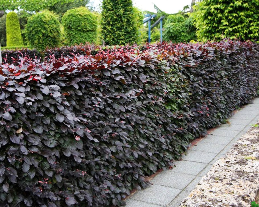 Пузыреплодник диабло изгородь