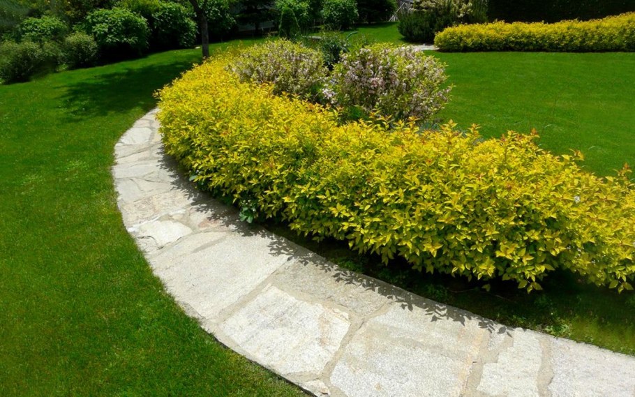 Спирея Голден принцесс