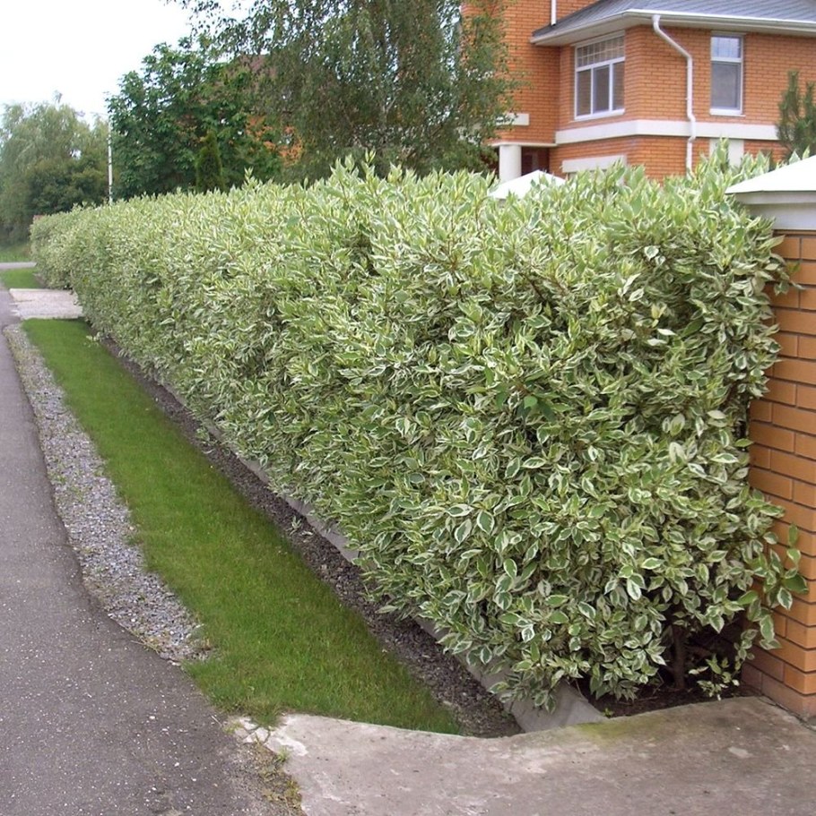 Дерен белый Живая изгородь