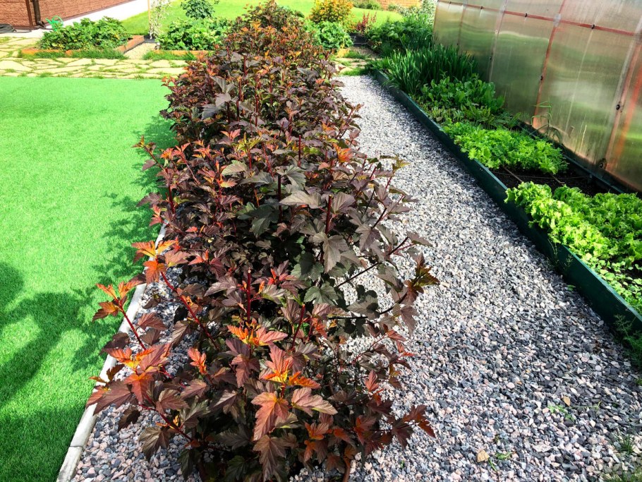 Пузыреплодник Эмбер Джубили