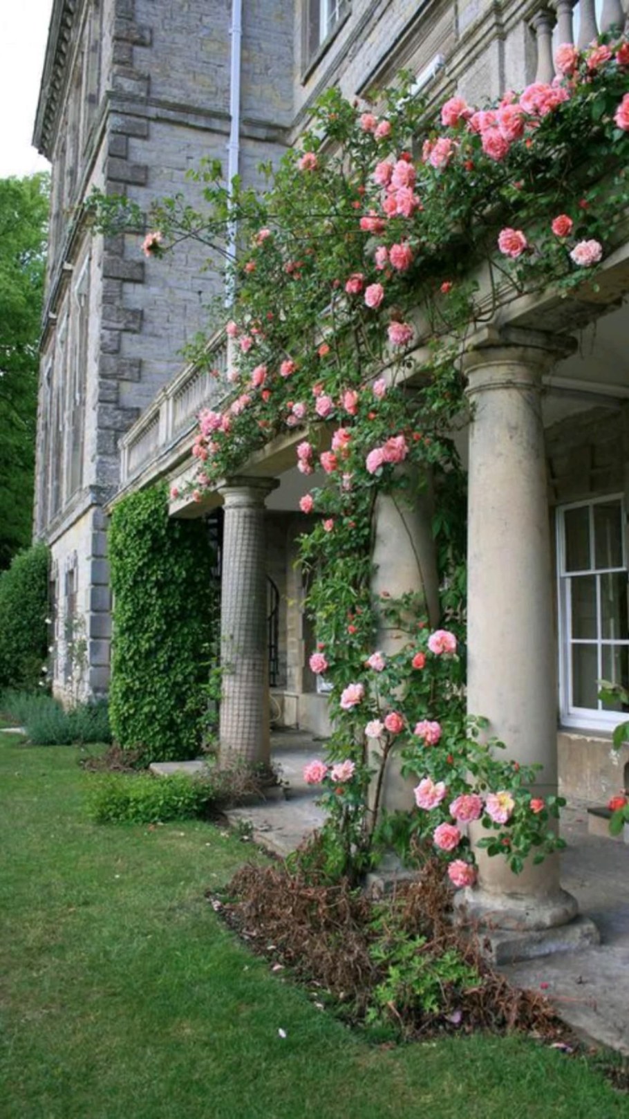 Плетистая роза у крыльца