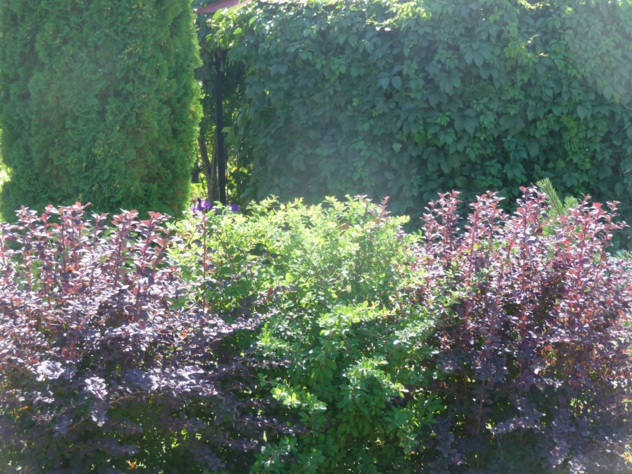 Пузыреплодник Барбарис дерен Живая изгородь