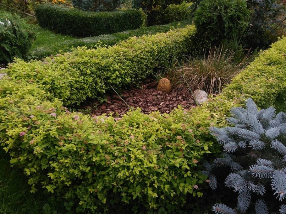 Дерен Сибирика Живая изгородь