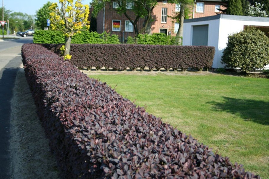 Барбарис Тунберга Живая изгородь