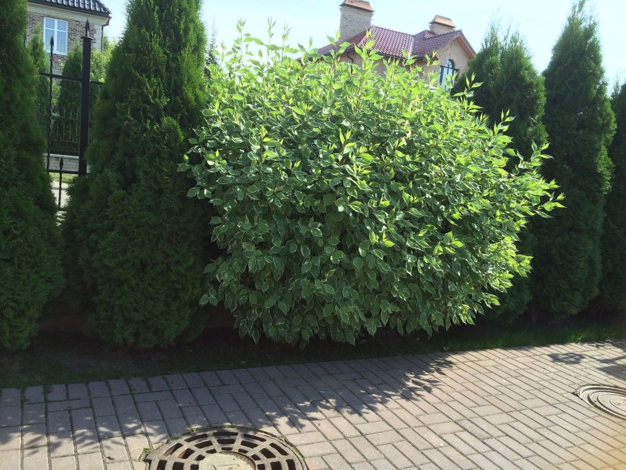 Дерен Ауреа Элегантиссима