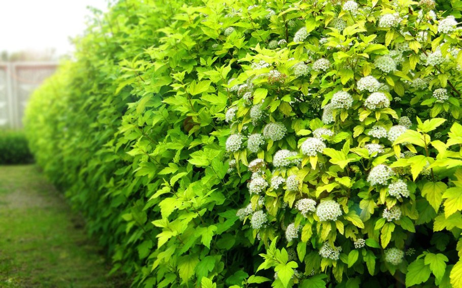 Пузыреплодник luteus