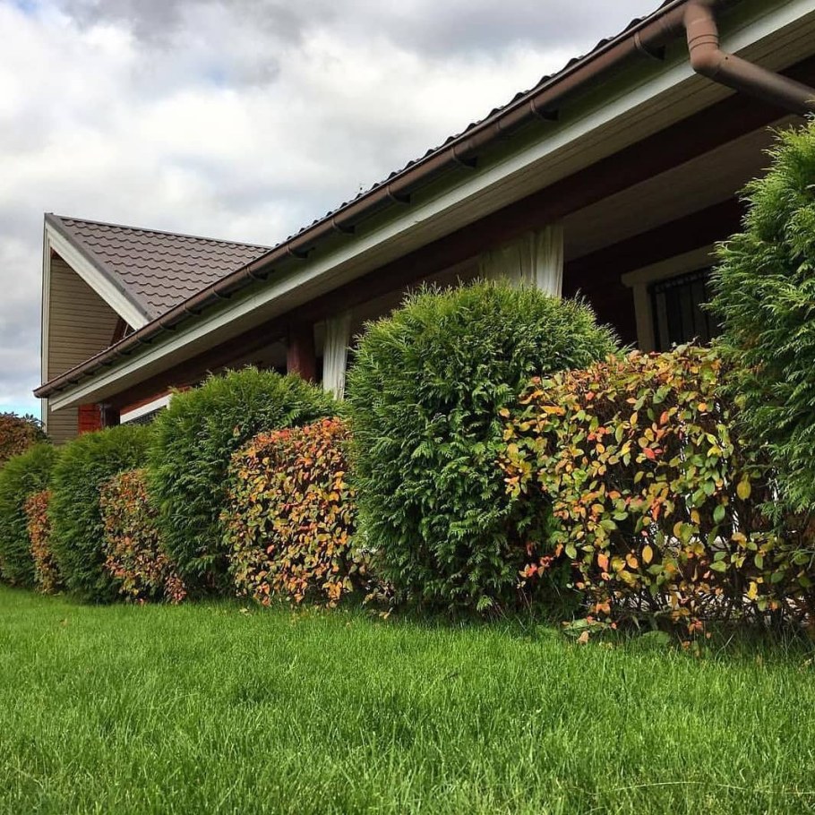 Кизильник блестящий изгородь