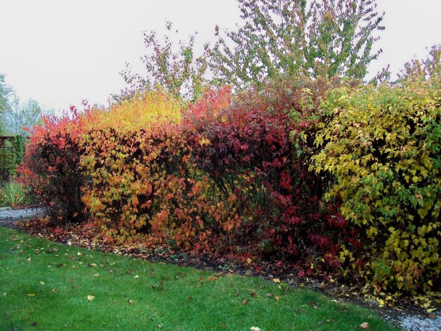 Пузыреплодник калинолистный Эмбер Джубили