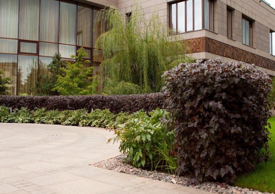 Пузыреплодник калинолистный диабло изгородь