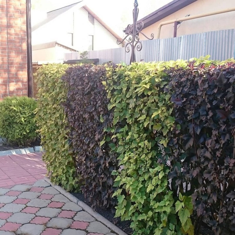 Дьябло пузыреплодник Живая изгородь