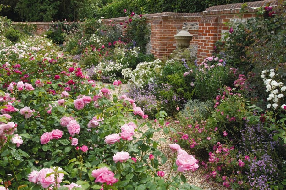 Парковые розы рабатка