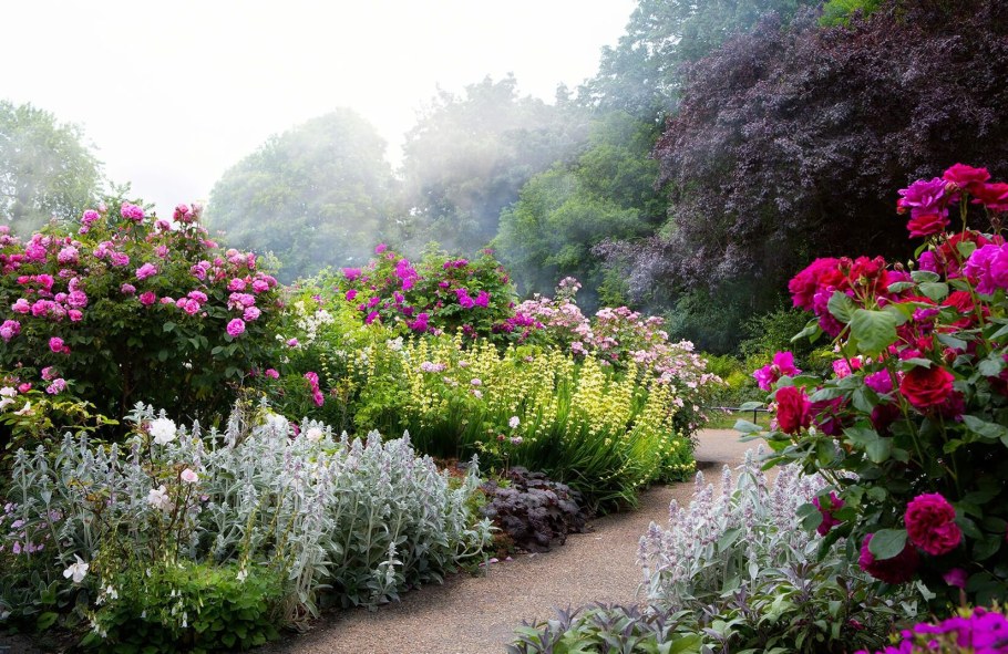 Моносад розарий