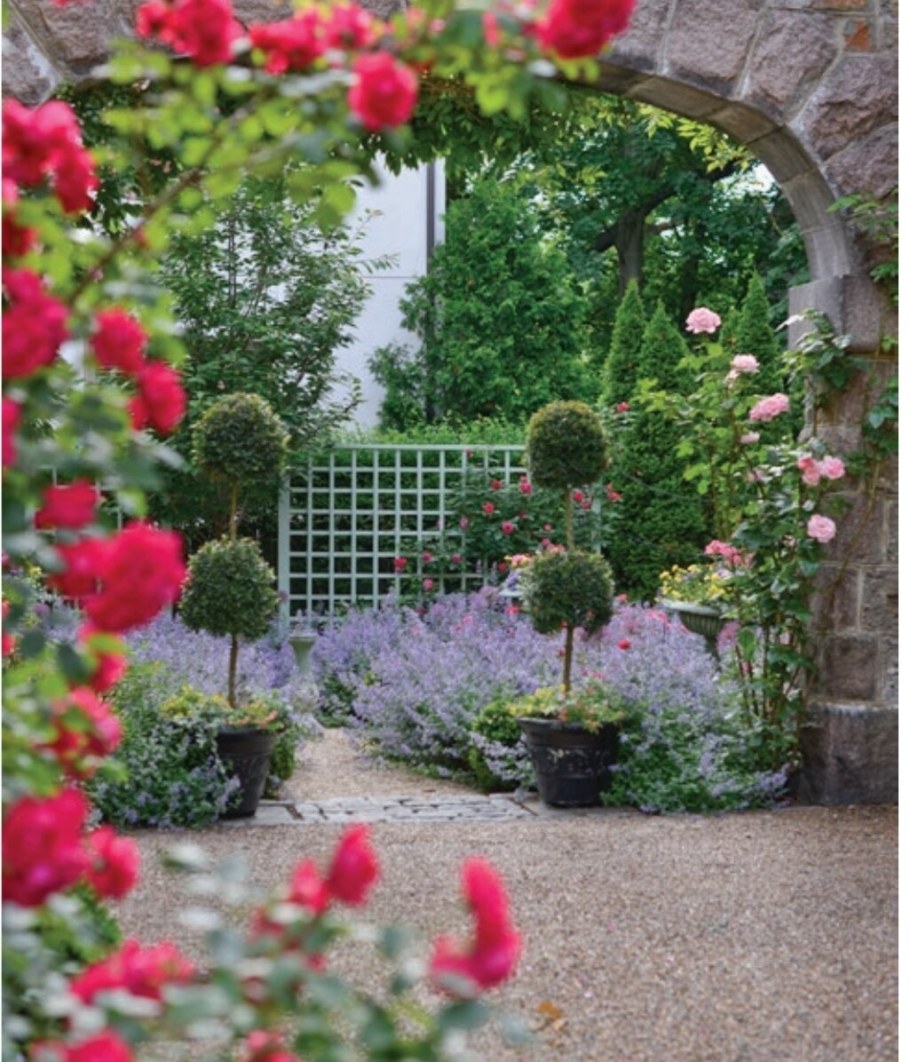 Плетистые розы патио