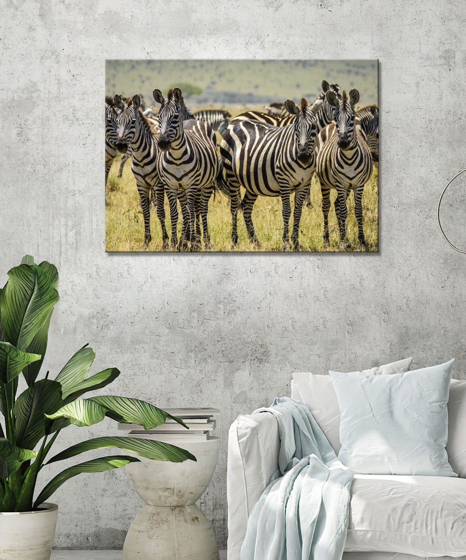 Картина Зебра в саванне