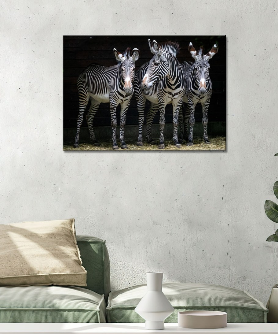 Фотообои Зебра в интерьере