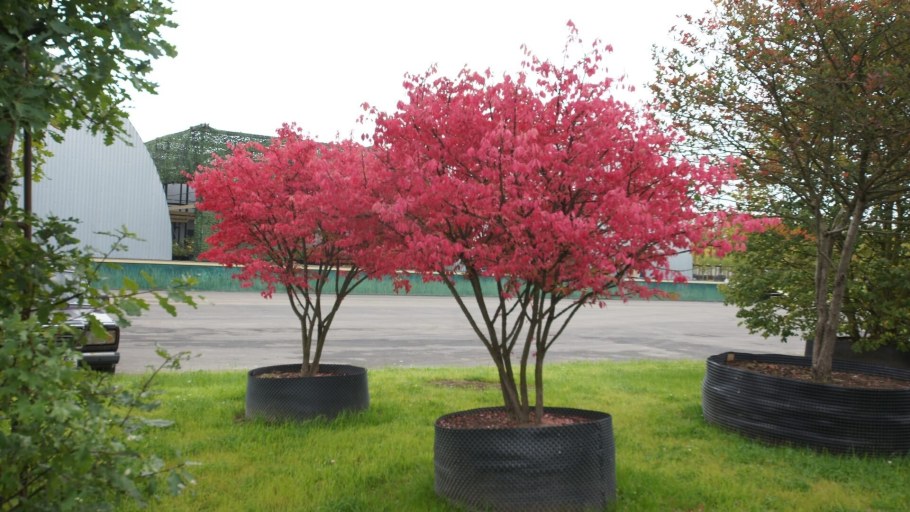 Бересклет Европейский Компактус