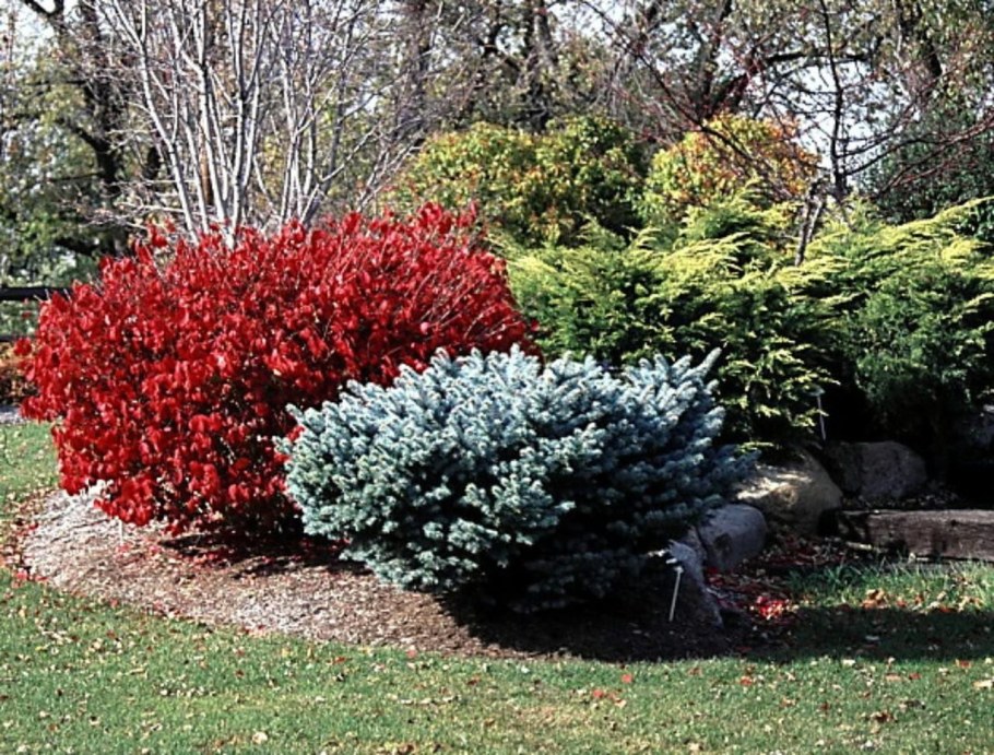 Бересклет крылатый спирея