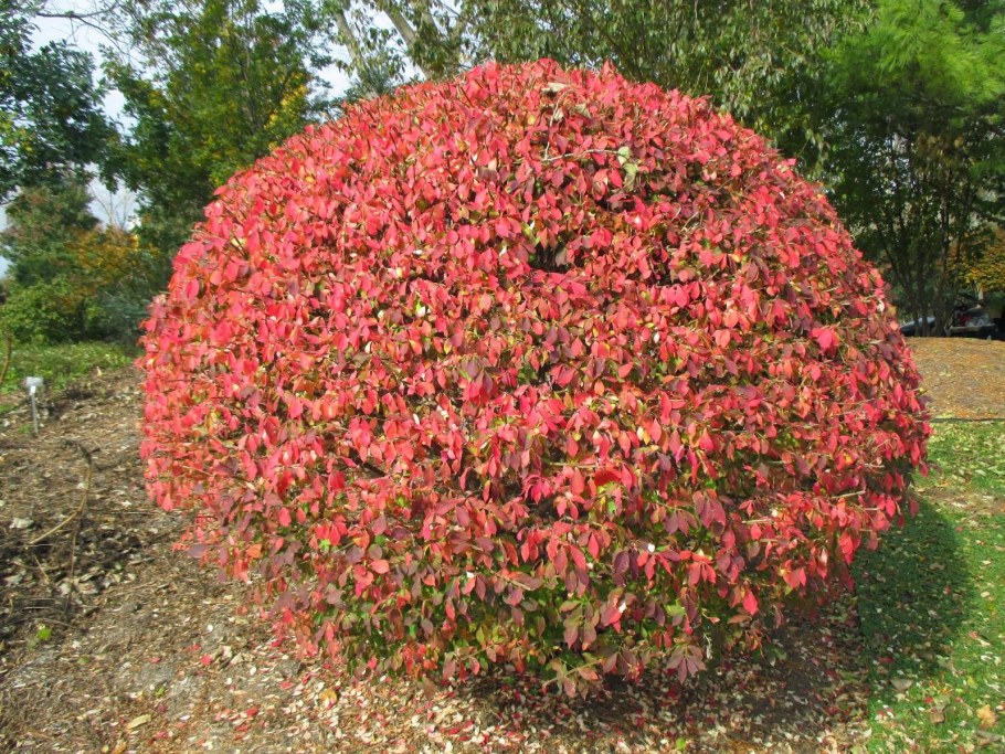 Бересклет крылатый Европейский