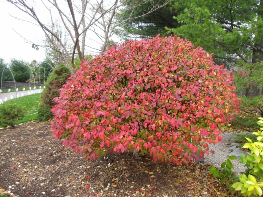 Бересклет крылатый Компактус
