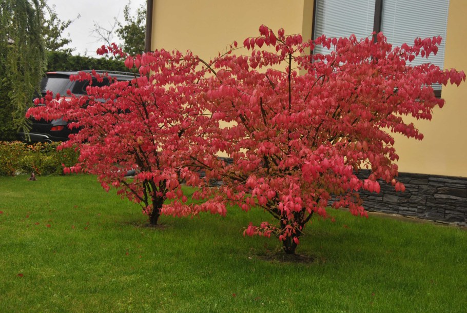 Бересклет крылатый Компактус