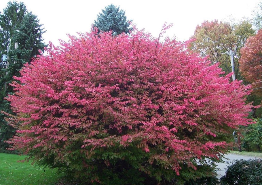 Бересклет крылатый Euonymus alatus