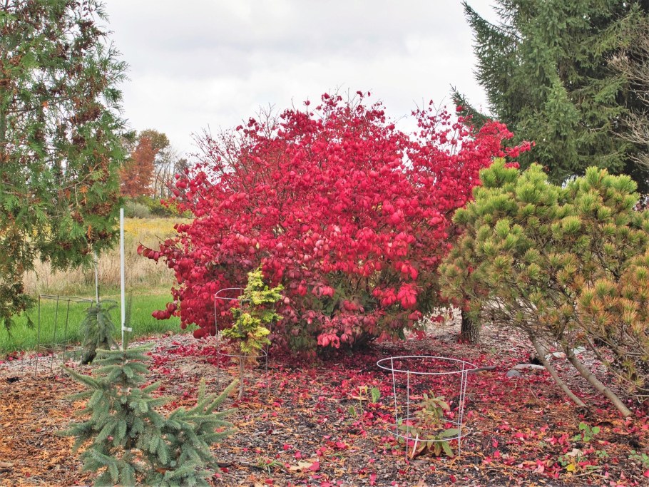 Бересклет ред Каскад