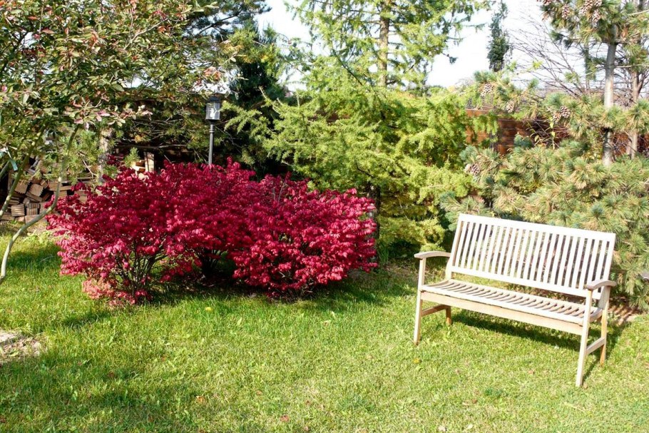 Бересклет крылатый и Барбарис