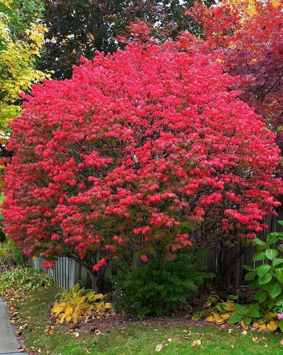 Бересклет крылатый Чикаго Файер