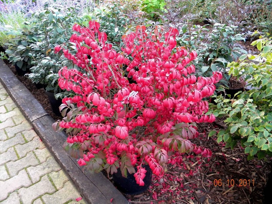 Бересклет Компактус