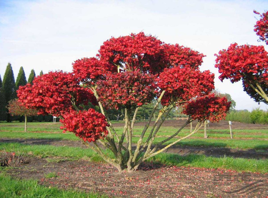 Бересклет крылатый ниваки