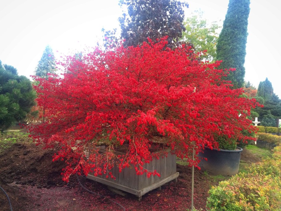 Бересклет крылатый Форчуна