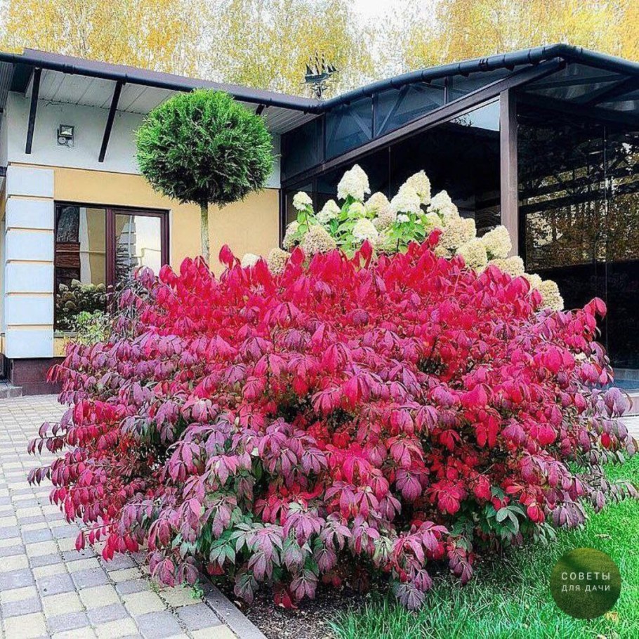 Бересклет в саду