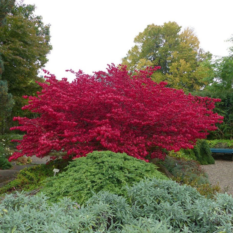 Бересклет Компактус