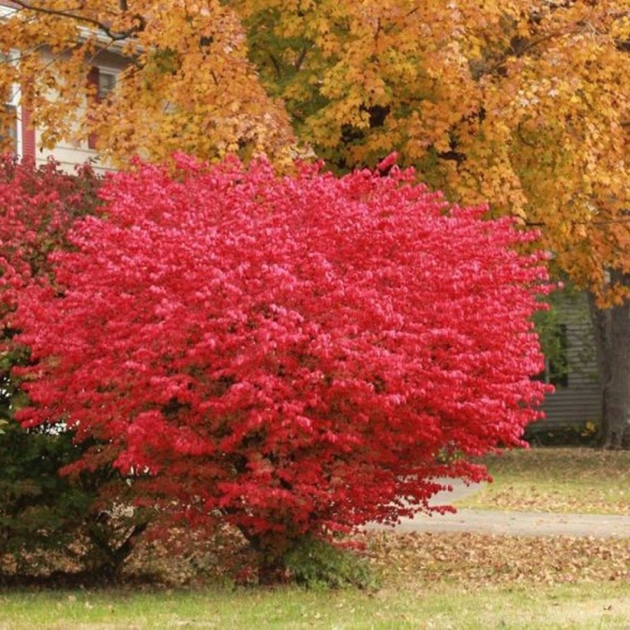 Бересклет крылатый 'Compactus'