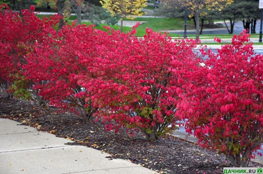 Бересклет крылатый Компактус