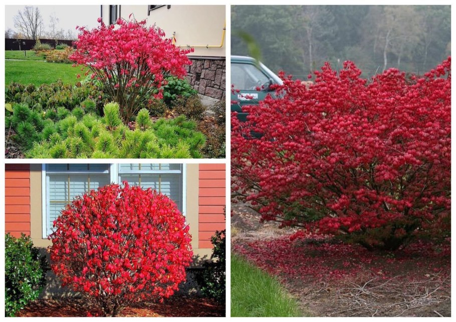 Бересклет Европейский Компактус