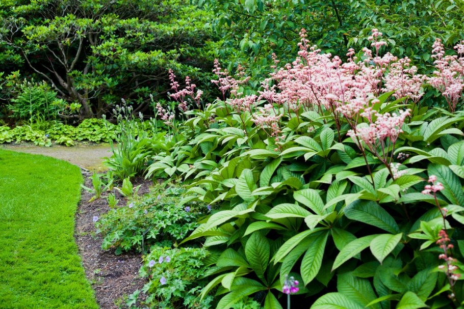 Роджерсия конскокаштанолистная (Rodgersia aesculifolia)