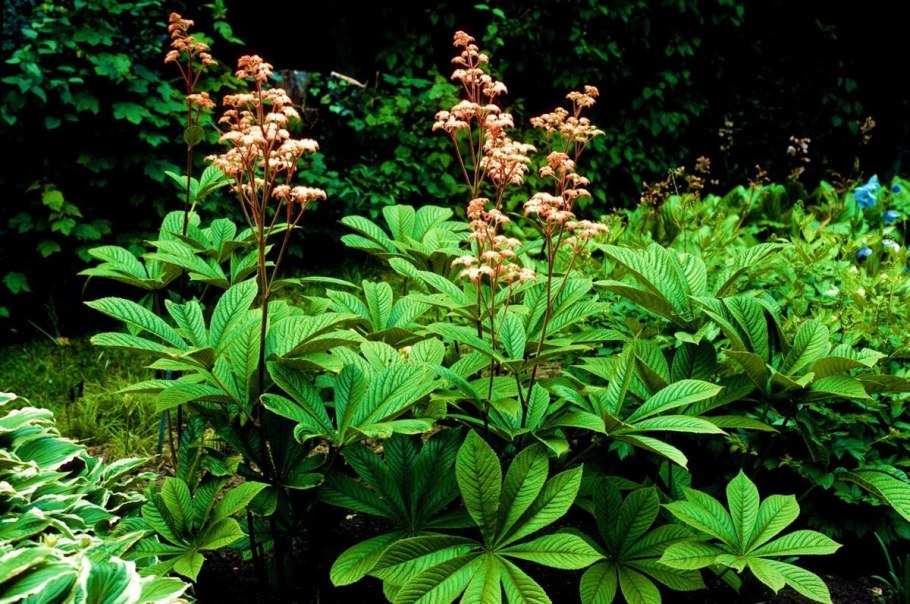 Роджерсия перистая