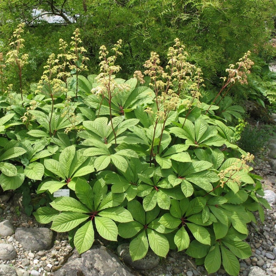 Роджерсия конскокаштанолистная