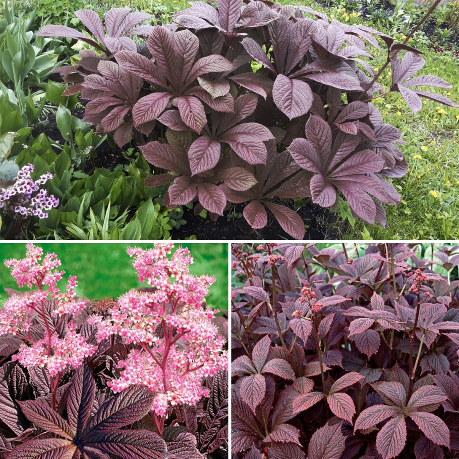 Роджерсия черри Бланш