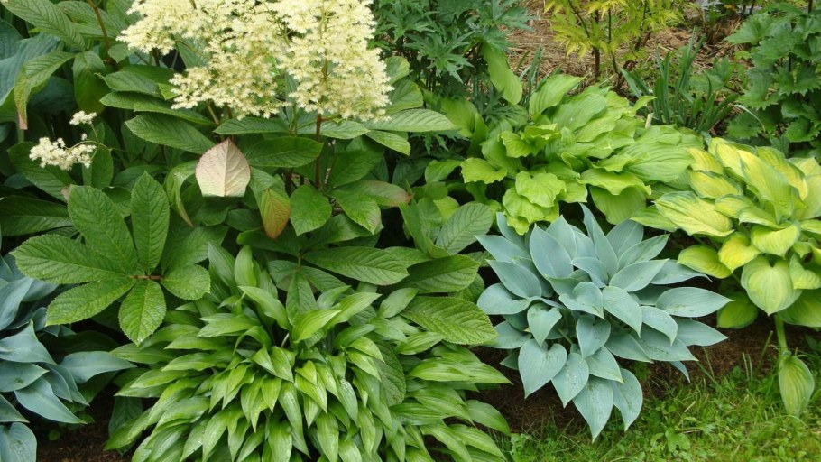 Роджерсия конскокаштанолистная