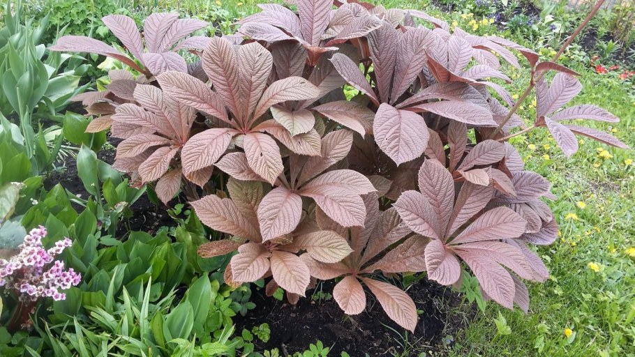 Роджерсия конскокаштанолистная