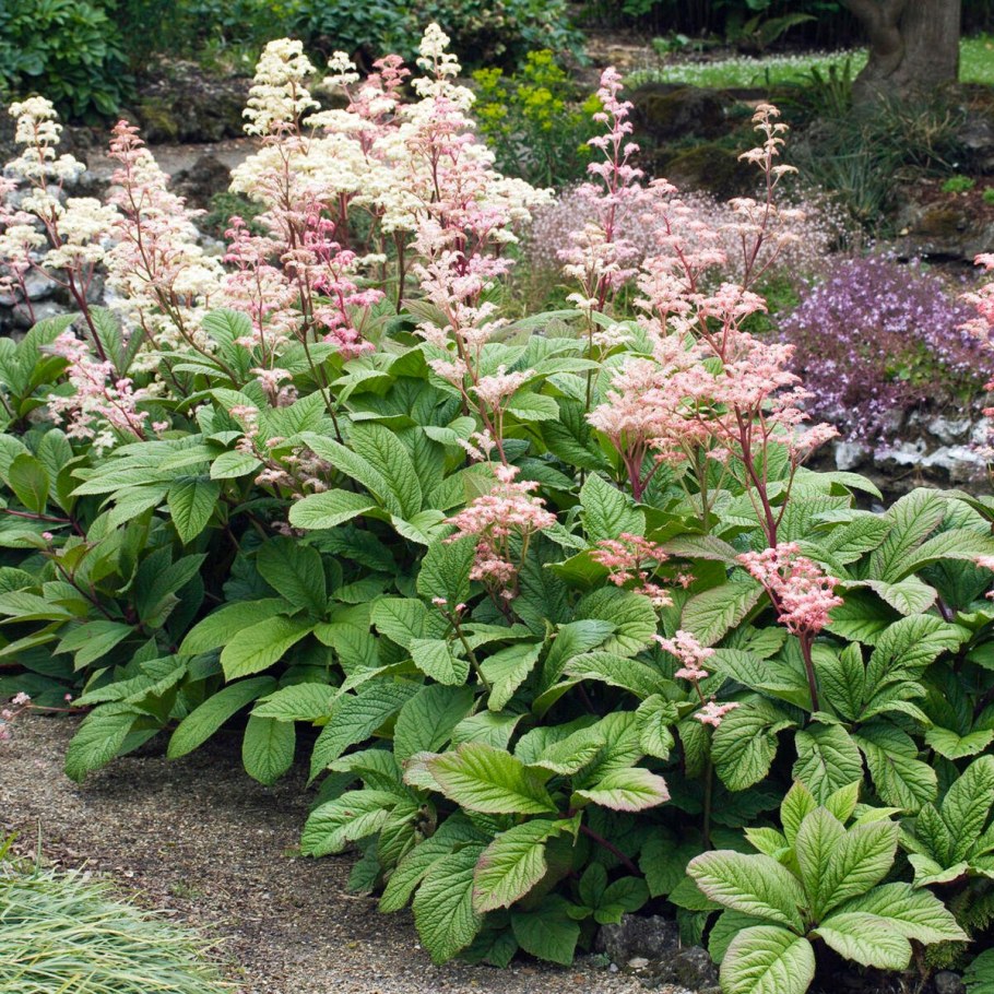 Роджерсия шоколад Вингс